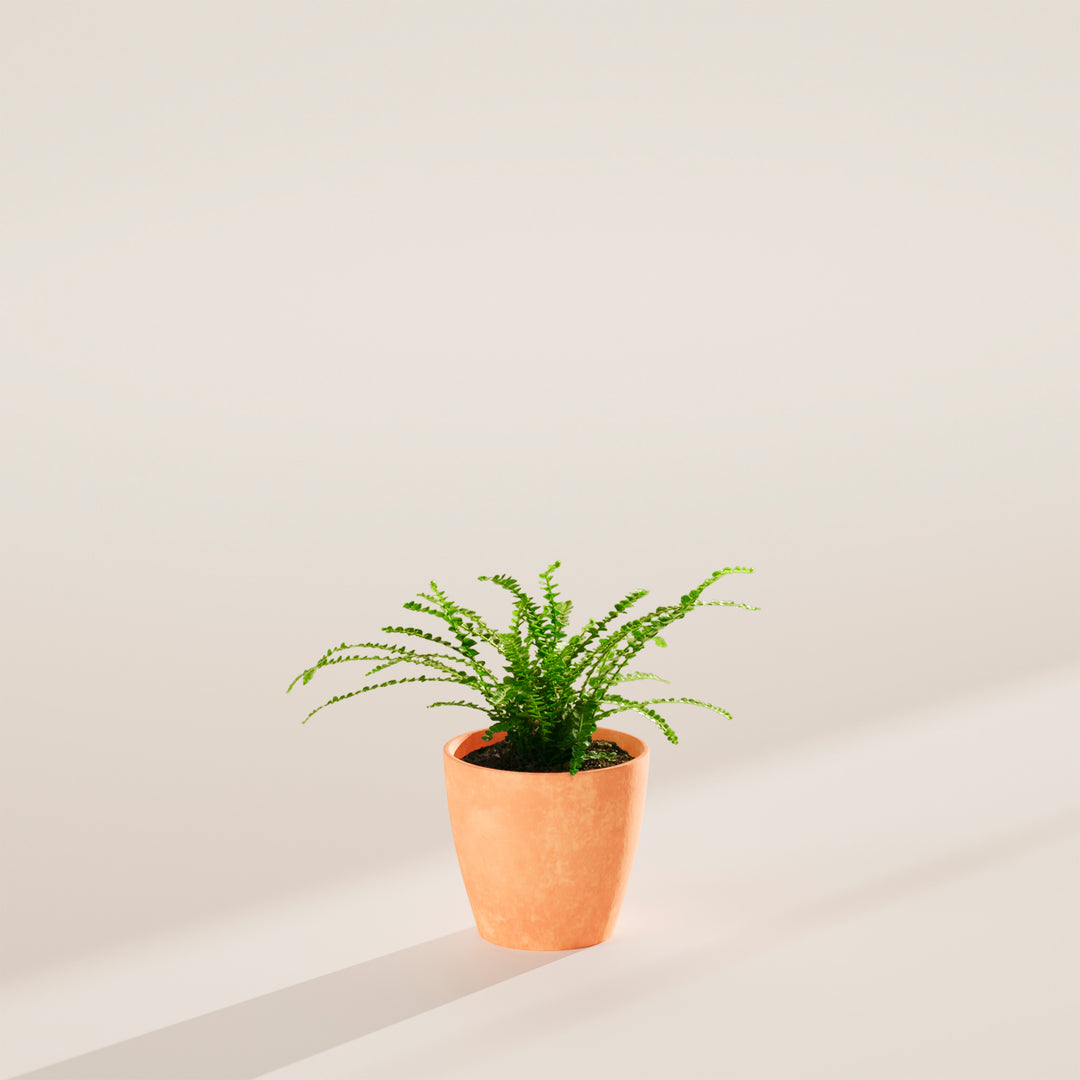 4-inch Lemon Button Fern (Nephrolepis cordifolia) in a terracotta pink eco pot with delicate arching bright green fronds on a warm grey surface with angled natural light shadow