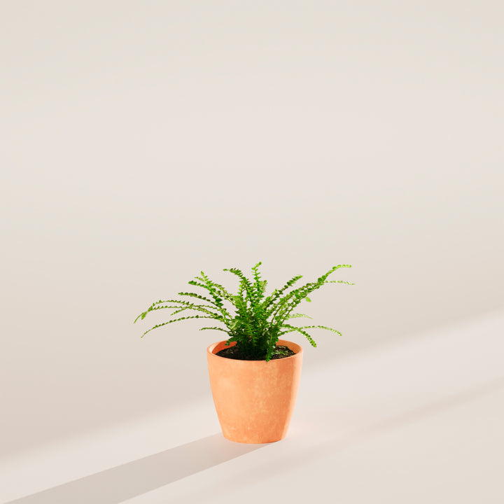4-inch Lemon Button Fern (Nephrolepis cordifolia) in a terracotta pink eco pot with delicate arching bright green fronds on a warm grey surface with angled natural light shadow