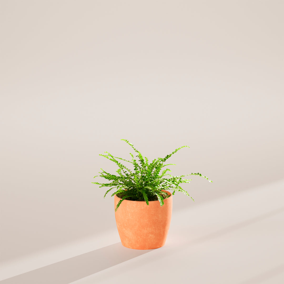 Lemon Button Fern