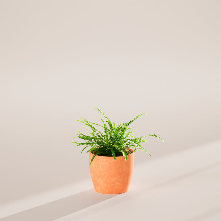 Lemon Button Fern