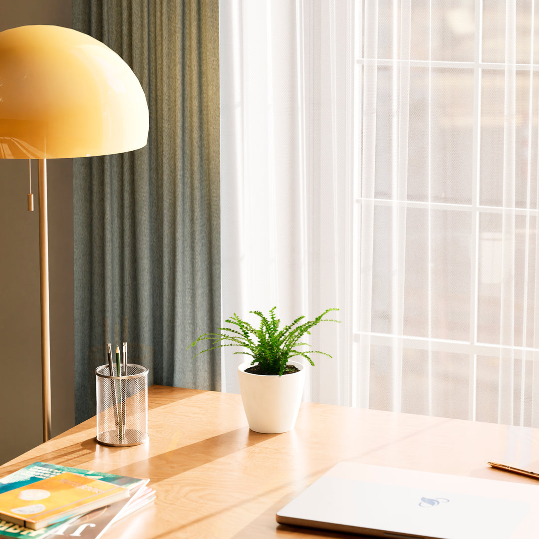 Lemon Button Fern (Nephrolepis cordifolia) in a round white eco coconut pot with delicate arching bright green fronds on a wood desk beside a yellow dome lamp and pencil cup with sheer curtains and natural light in the background
