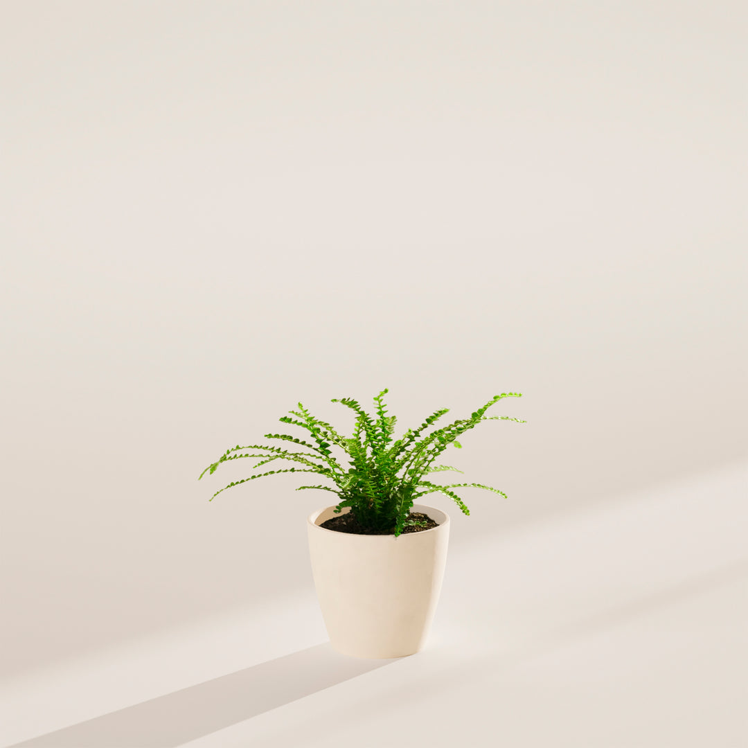 Lemon Button Fern