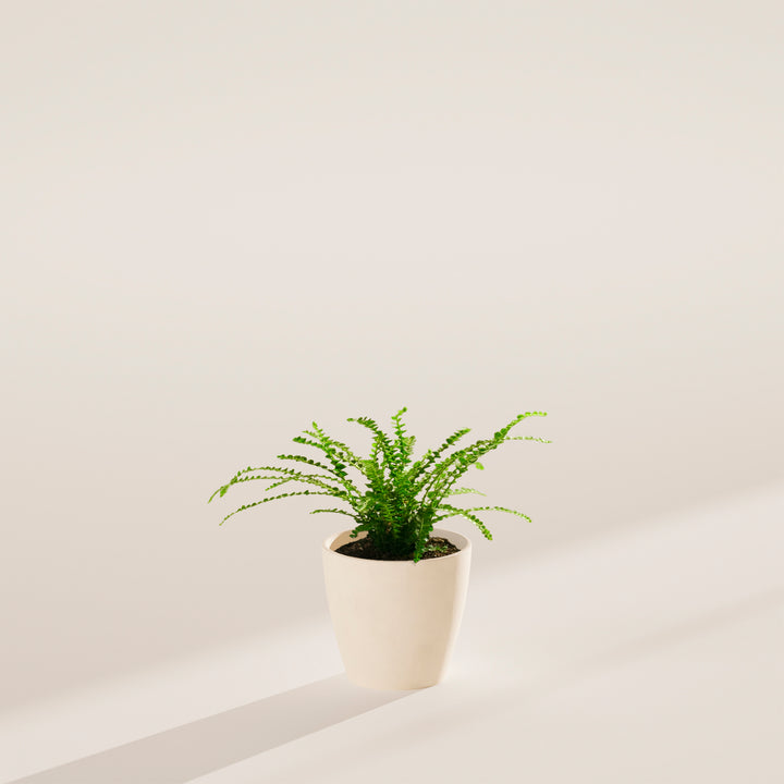 Lemon Button Fern
