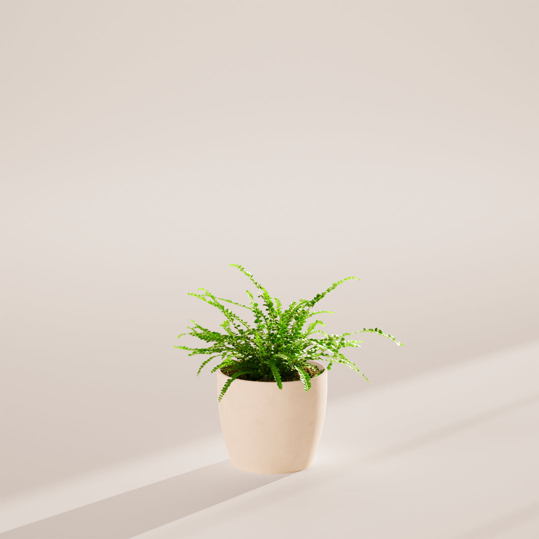 Lemon Button Fern