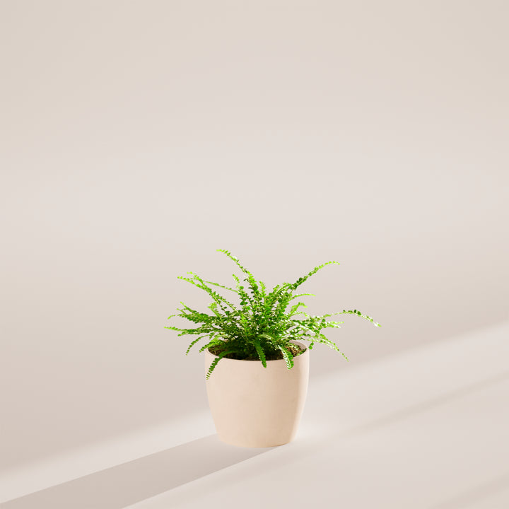 Lemon Button Fern