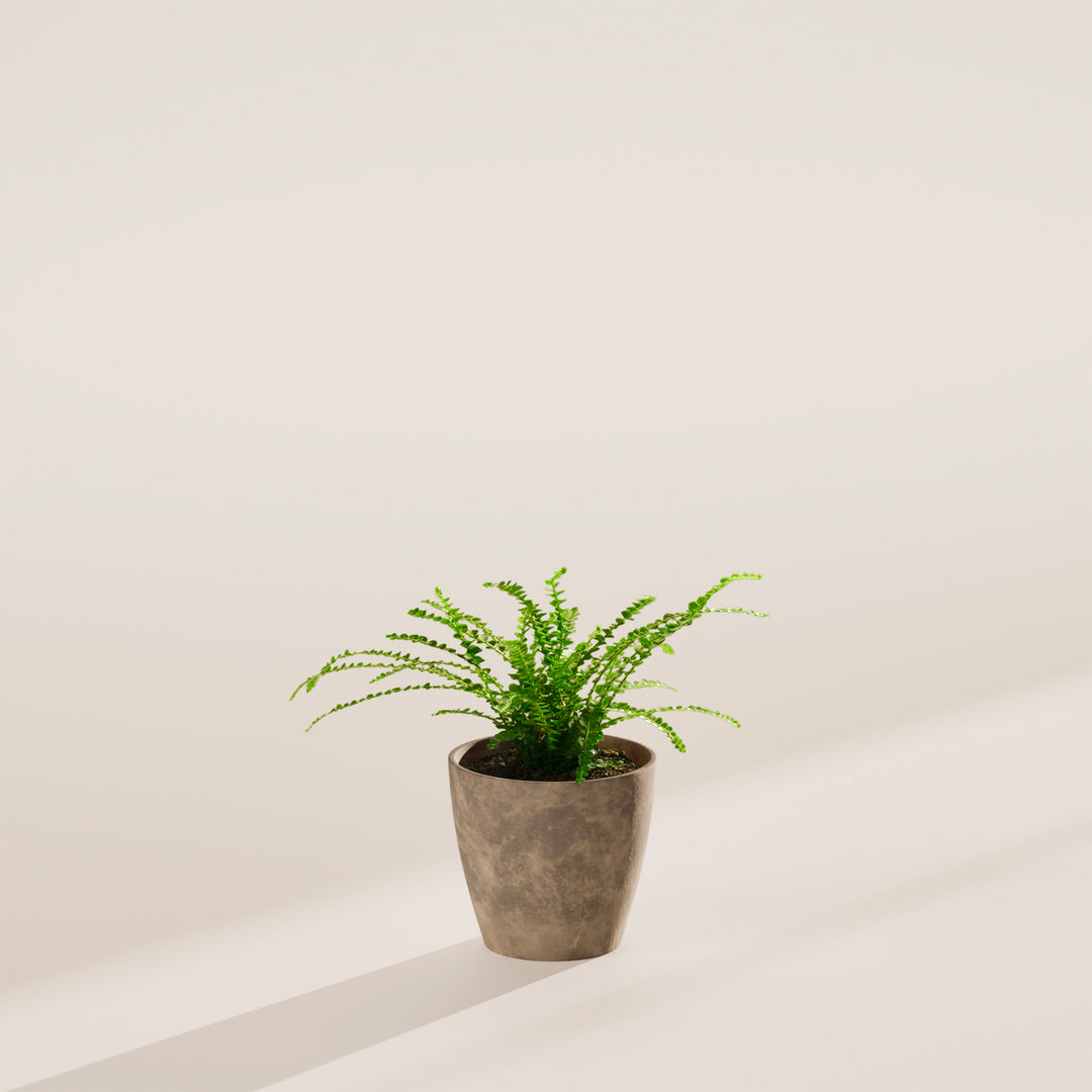 4-inch Lemon Button Fern (Nephrolepis cordifolia) in a grey marbled eco pot with delicate arching bright green fronds on a warm grey surface with angled natural light shadow