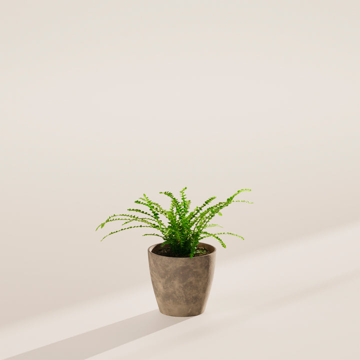 4-inch Lemon Button Fern (Nephrolepis cordifolia) in a grey marbled eco pot with delicate arching bright green fronds on a warm grey surface with angled natural light shadow