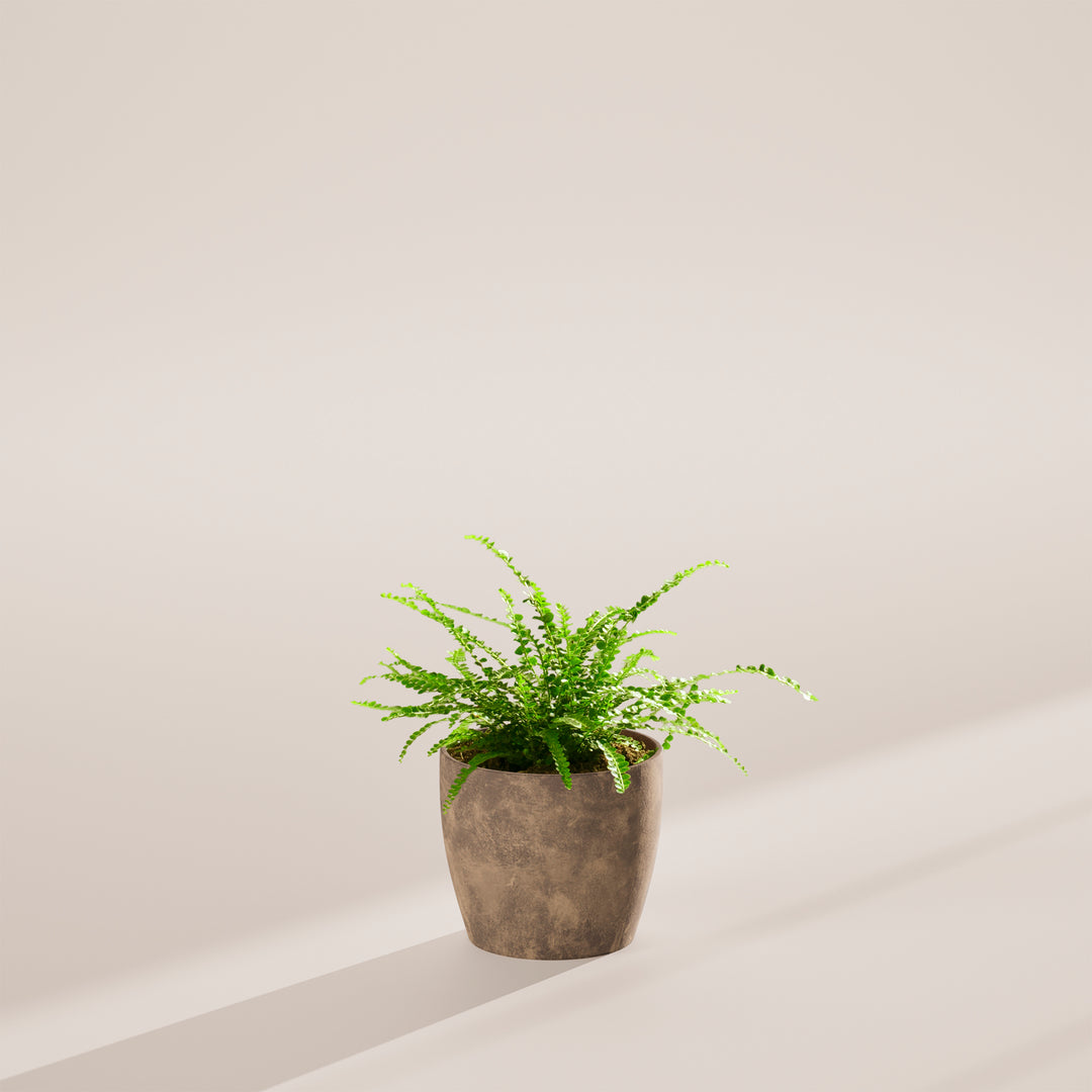 Lemon Button Fern