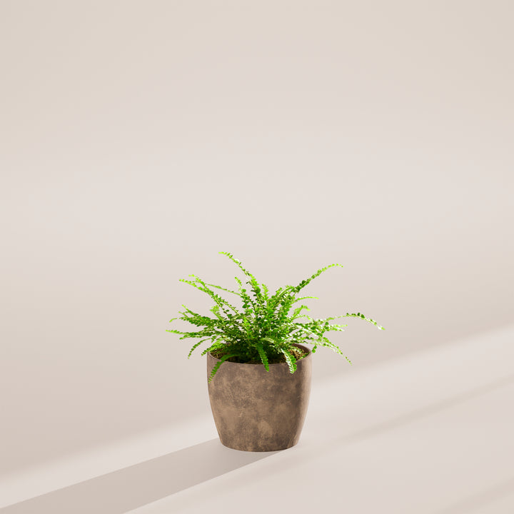 Lemon Button Fern