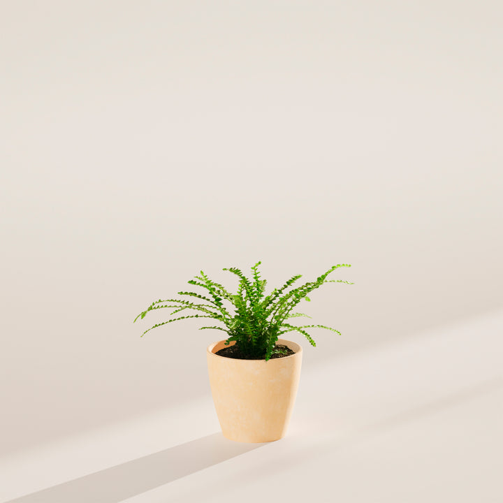 4-inch Lemon Button Fern (Nephrolepis cordifolia) in a round cream eco pot with delicate arching bright green fronds on a warm grey surface with angled natural light shadow