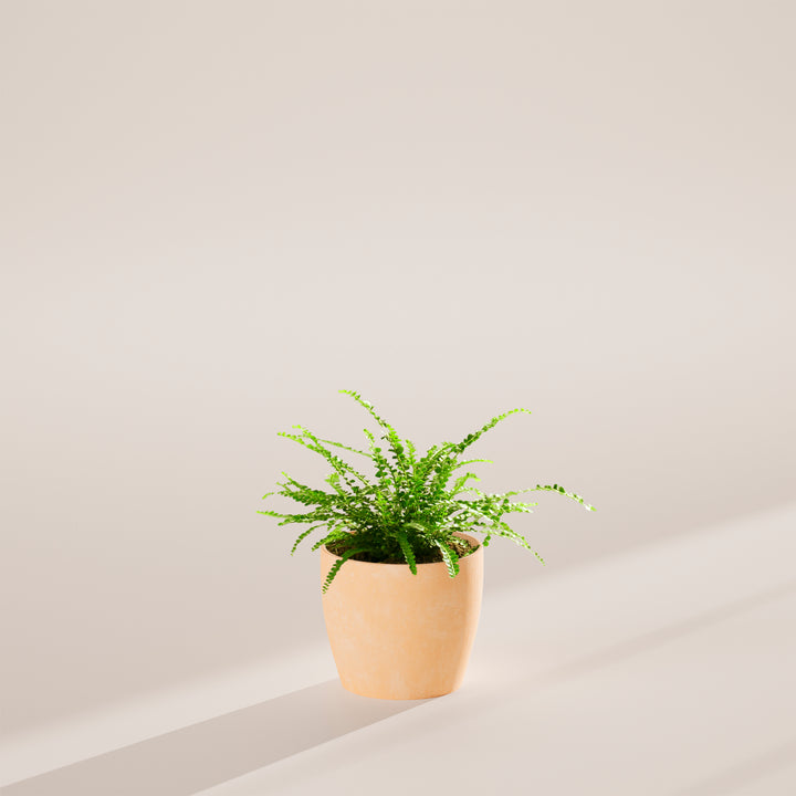 Lemon Button Fern