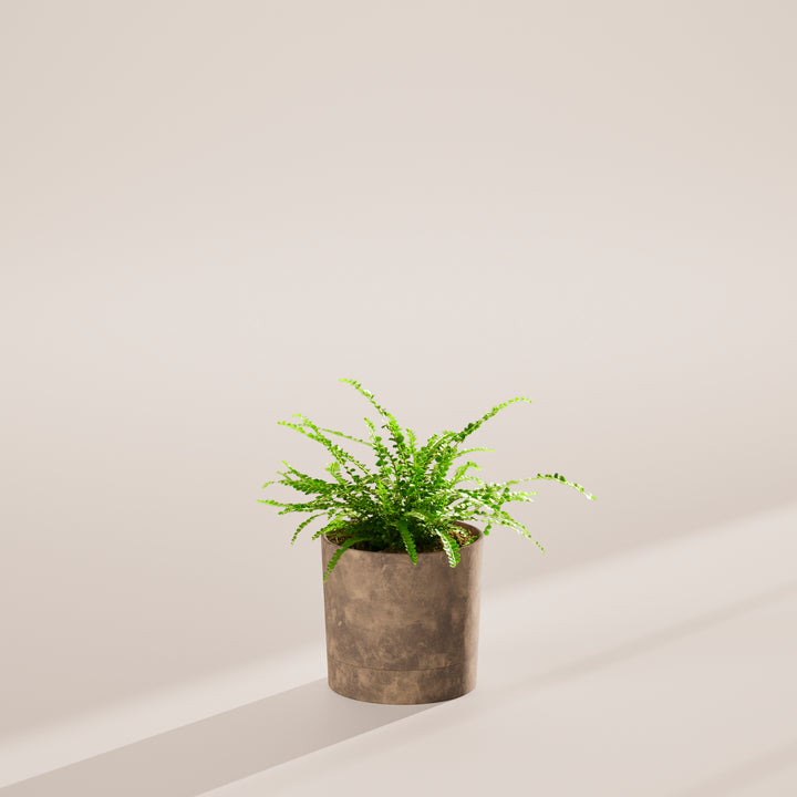 Lemon Button Fern