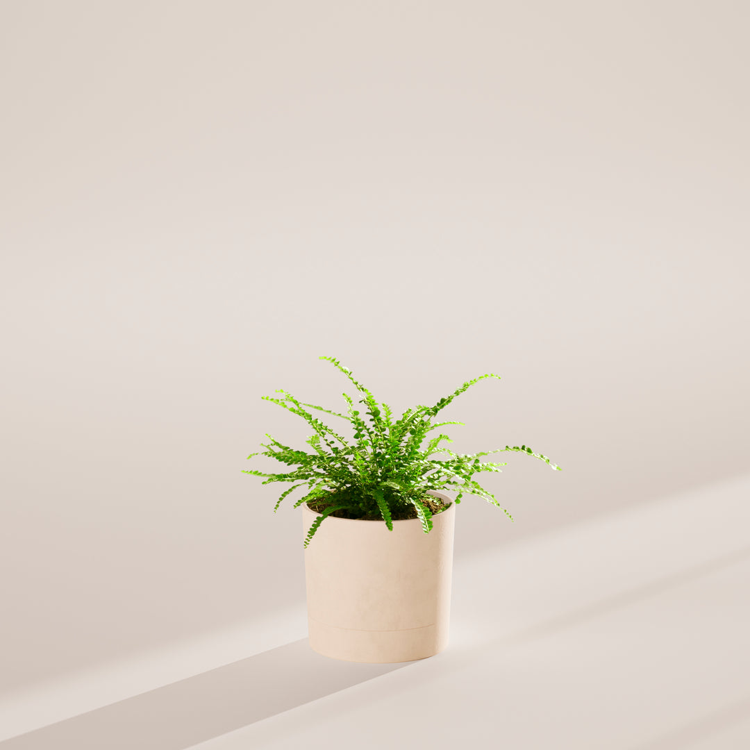 Lemon Button Fern