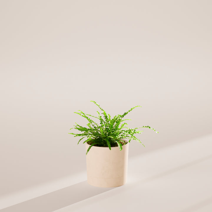 Lemon Button Fern