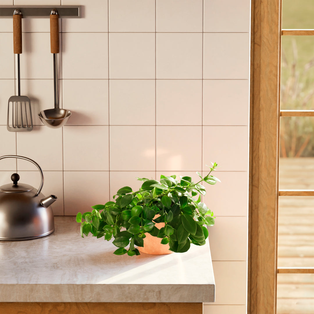 Lipstick Plant (Aeschynanthus radicans) in a terracotta pink eco pot with full spreading green vines on a modern kitchen countertop with white tile backsplash and steel kettle