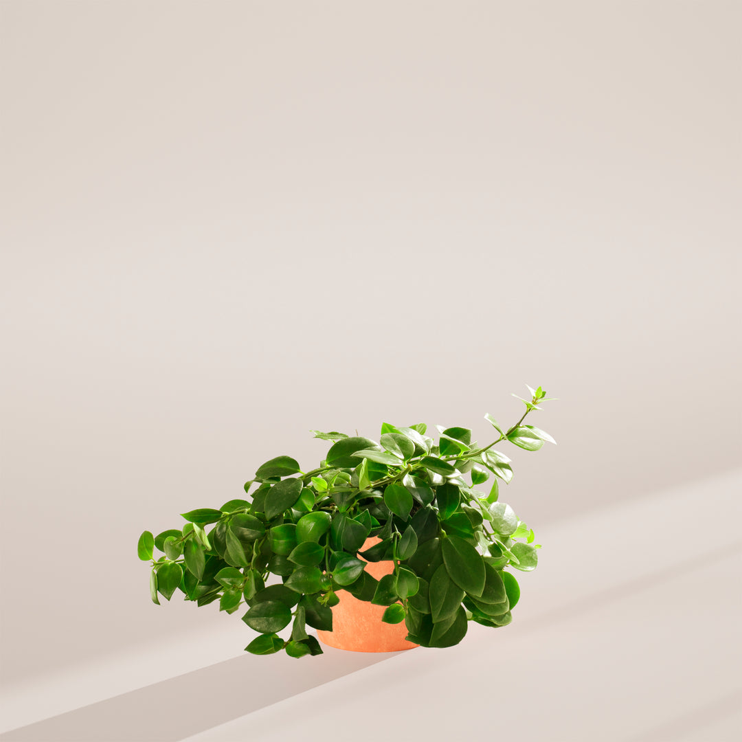 Lipstick Plant (Aeschynanthus radicans) in a terracotta eco pot with lush cascading green vines on a warm neutral studio background with natural shadow