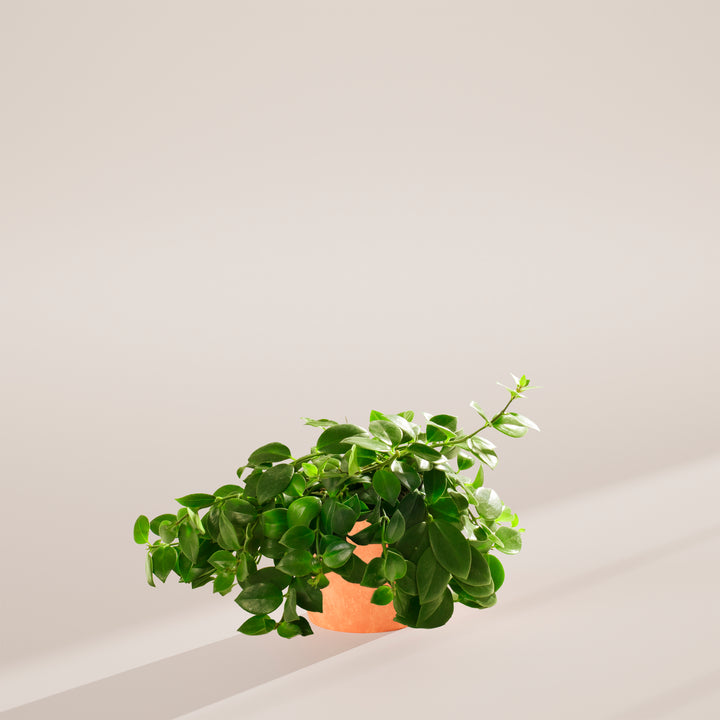 Lipstick Plant (Aeschynanthus radicans) in a terracotta eco pot with lush cascading green vines on a warm neutral studio background with natural shadow