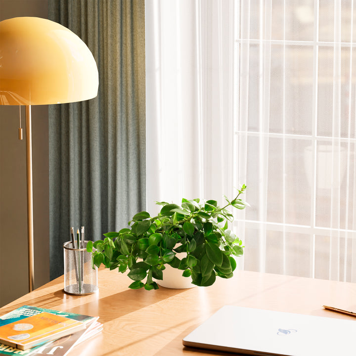 Lipstick Plant (Aeschynanthus radicans) in a white eco pot with lush spreading green vines styled on a sunny wooden desk with a yellow lamp in a modern living space
