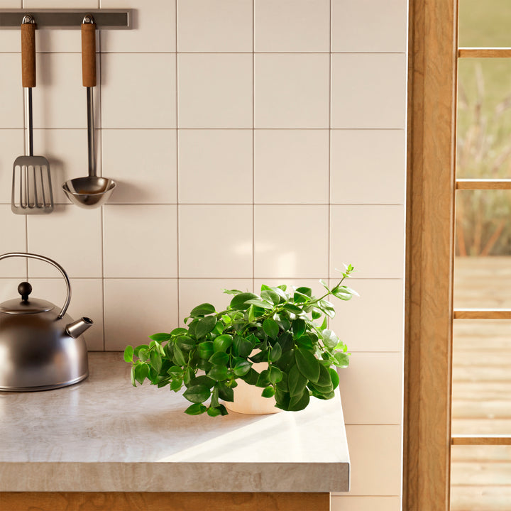 Lipstick Plant (Aeschynanthus radicans) in a cream beige eco pot with full spreading green vines on a modern kitchen countertop with white tile backsplash and steel kettle