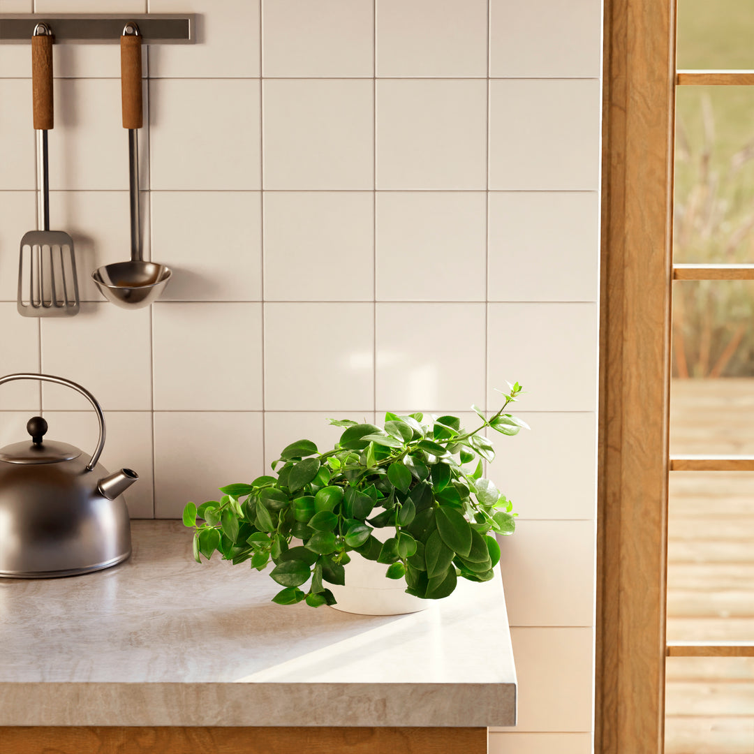 Lipstick Plant (Aeschynanthus radicans) in a white pot with lush spreading green vines on a modern kitchen countertop with white tile backsplash and steel kettle