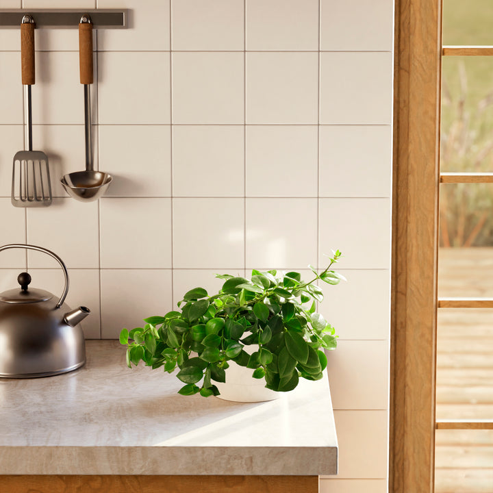 Lipstick Plant (Aeschynanthus radicans) in a white pot with lush spreading green vines on a modern kitchen countertop with white tile backsplash and steel kettle