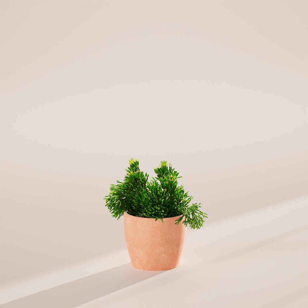 Mistletoe Cactus