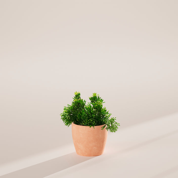Mistletoe Cactus