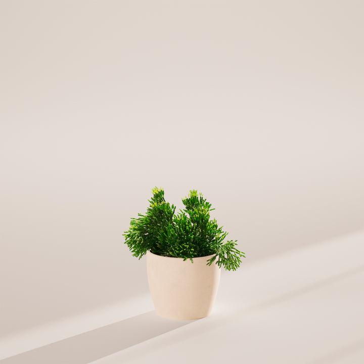 Mistletoe Cactus