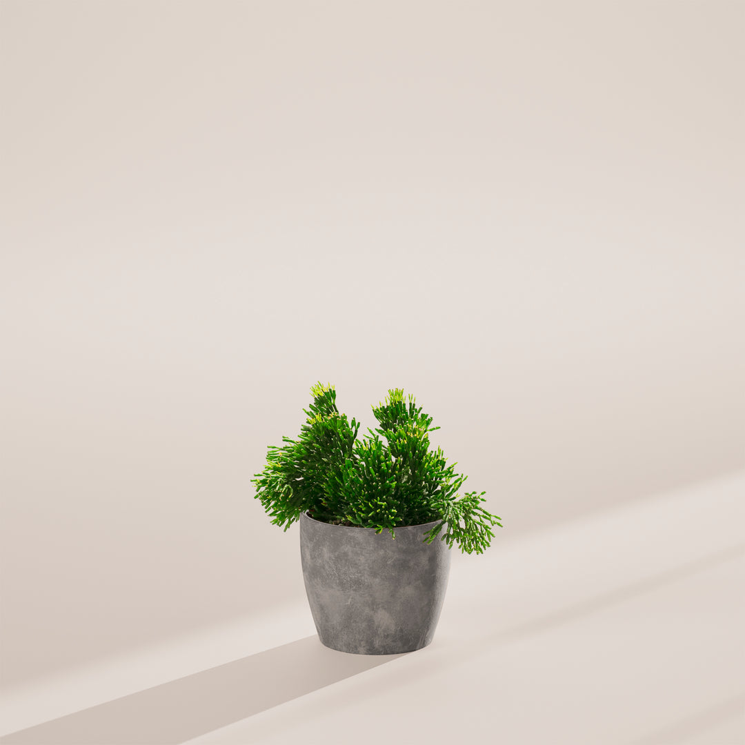 Mistletoe Cactus