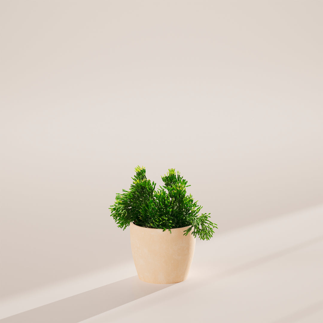 Mistletoe Cactus