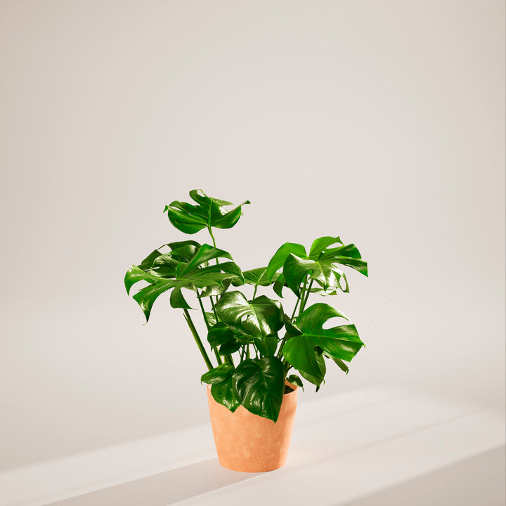 Monstera Deliciosa (Split Leaf Philodendron)