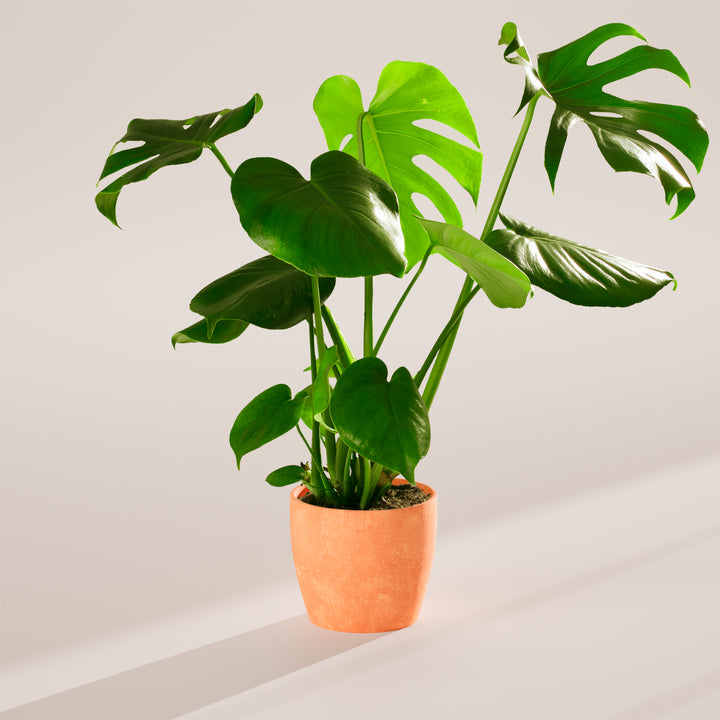 Monstera Deliciosa (Split Leaf Philodendron)