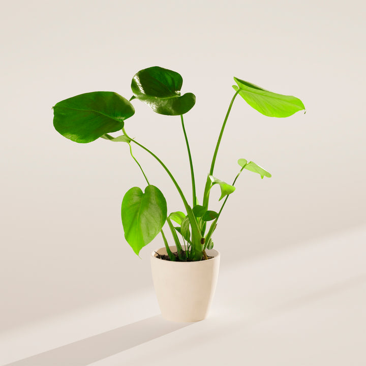 Monstera Deliciosa (Split Leaf Philodendron)