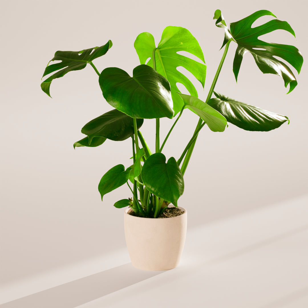 Monstera Deliciosa (Split Leaf Philodendron)