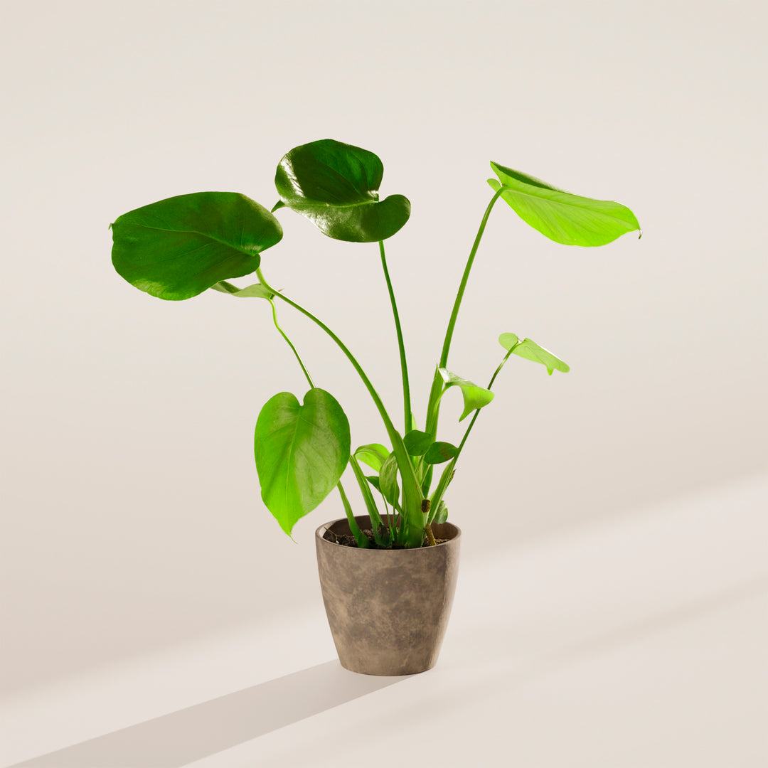 Monstera Deliciosa (Split Leaf Philodendron)