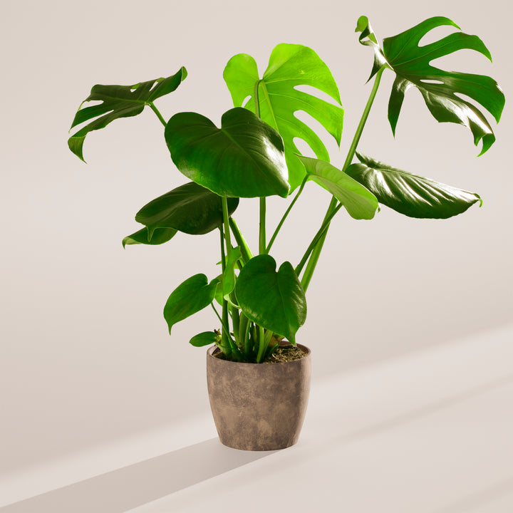 Monstera Deliciosa (Split Leaf Philodendron)