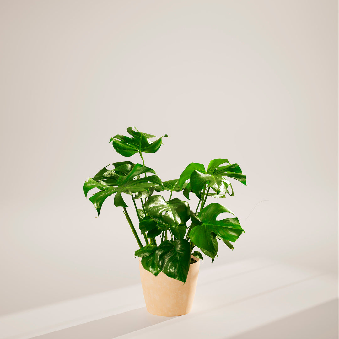 Monstera Deliciosa (Split Leaf Philodendron)