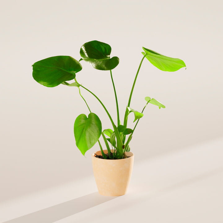 Monstera Deliciosa (Split Leaf Philodendron)