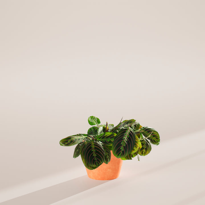 Maranta Red Prayer Plant