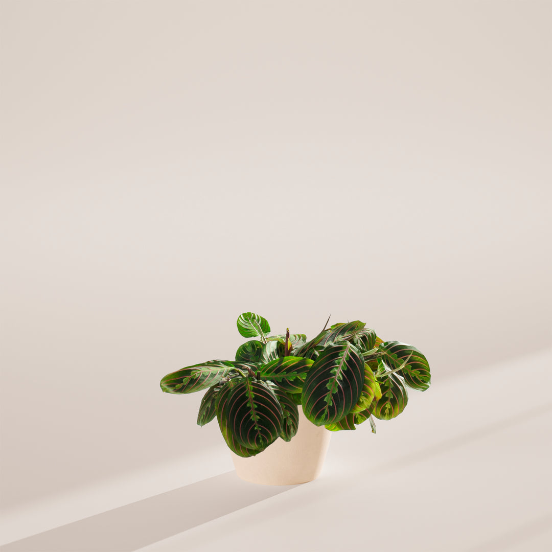 A Maranta Red Prayer Plant featuring vibrant green leaves with distinct red veins, potted in a light beige or cream-colored ceramic planter, presented against a minimalist neutral backdrop.