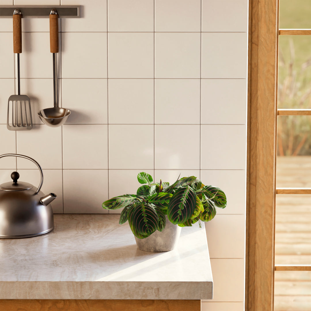 A Maranta Red Prayer Plant featuring striking green leaves with prominent red veins, styled on a kitchen countertop in a grey stone or concrete-textured planter next to a kettle and hanging utensils.