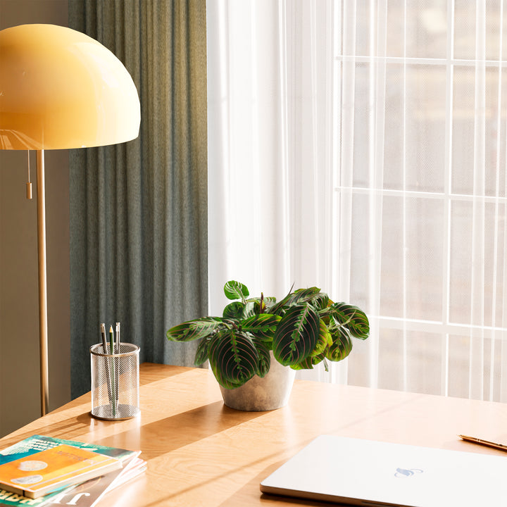 A Maranta Red Prayer Plant featuring striking green leaves with prominent red veins, styled on a wooden desk in a grey stone or concrete-textured planter, next to a yellow dome lamp and a laptop near a sunlit window.