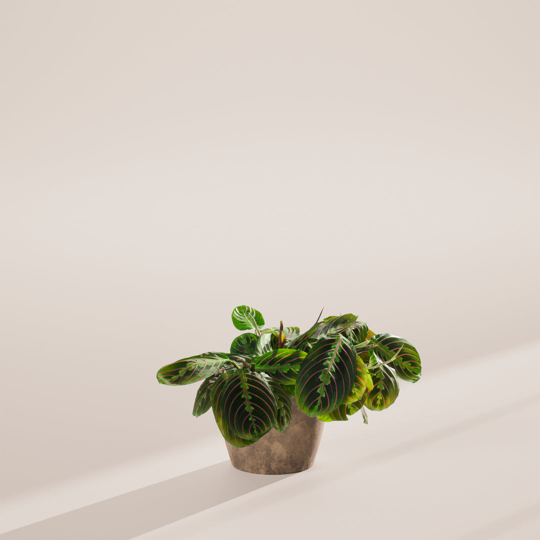 A Maranta Red Prayer Plant featuring vibrant green leaves with distinct red veins, potted in a grey stone or concrete-textured planter, presented against a minimalist neutral backdrop.