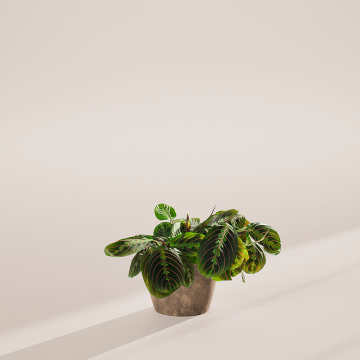 A Maranta Red Prayer Plant featuring vibrant green leaves with distinct red veins, potted in a grey stone or concrete-textured planter, presented against a minimalist neutral backdrop.
