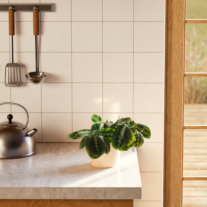 A Maranta Red Prayer Plant featuring striking green leaves with prominent red veins, styled on a kitchen countertop in a light beige or cream-colored planter next to a kettle and hanging utensils.