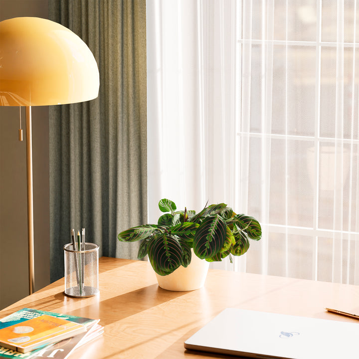 A Maranta Red Prayer Plant featuring striking green leaves with prominent red veins, styled on a wooden desk in a light beige or cream-colored planter, next to a yellow dome lamp and a laptop near a sunlit window.