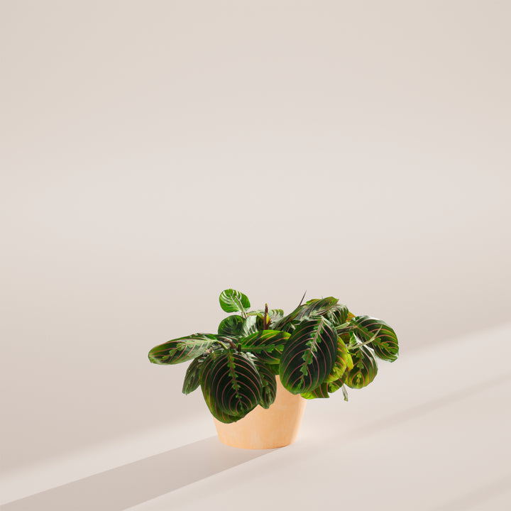 A Maranta Red Prayer Plant featuring vibrant green leaves with distinct red veins, potted in a light beige or cream-colored ceramic planter, presented against a minimalist neutral backdrop.