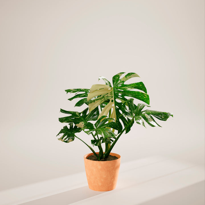 Monstera Thai Constellation