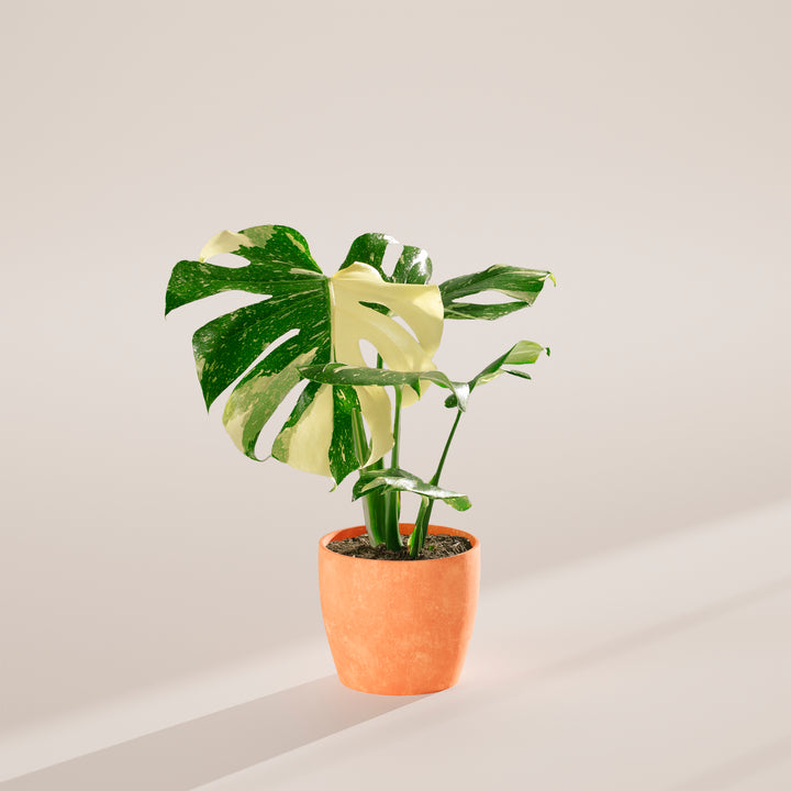 Monstera Thai Constellation