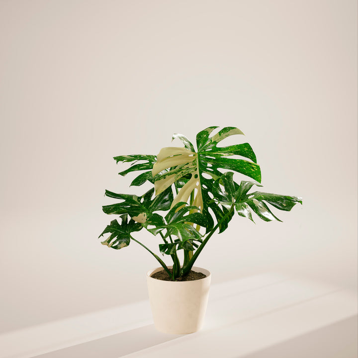 Monstera Thai Constellation